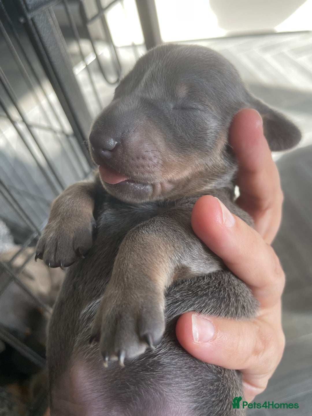 Miniature Dachshund dogs for sale: Miniature Dachshunds - Image 4