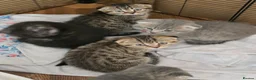 Scottish Fold cats for sale:  🥰READY!!!🤩Scottish folded in a beautiful colour - Advert 13