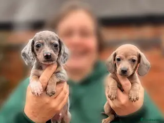 Miniature Dachshund dogs Last 2 remaining! Exceptional miniature dachshunds - Advert 14