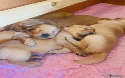 Golden Retriever dogs for sale: Working Golden Retriever Puppies  - Image 10