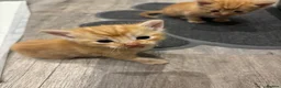 Mixed Breed cats for sale: Beautiful Kittens Looking for Their Forever Homes - Advert 7