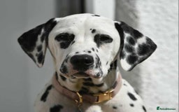Dalmatian dogs for sale: Beautiful Dalmatian Puppies - Image 9