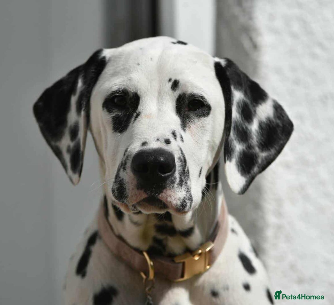 Dalmatian dogs for sale: Beautiful Dalmatian Puppies - Image 9