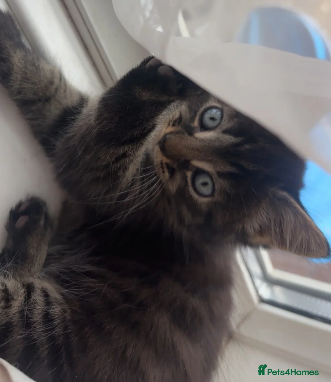 Mixed Breed cats for sale: Beautiful mixed tabby kittens  - Advert 2