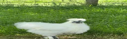 Chickens poultry for sale: White silkie cockerel for sale  in Nelson - Advert 2