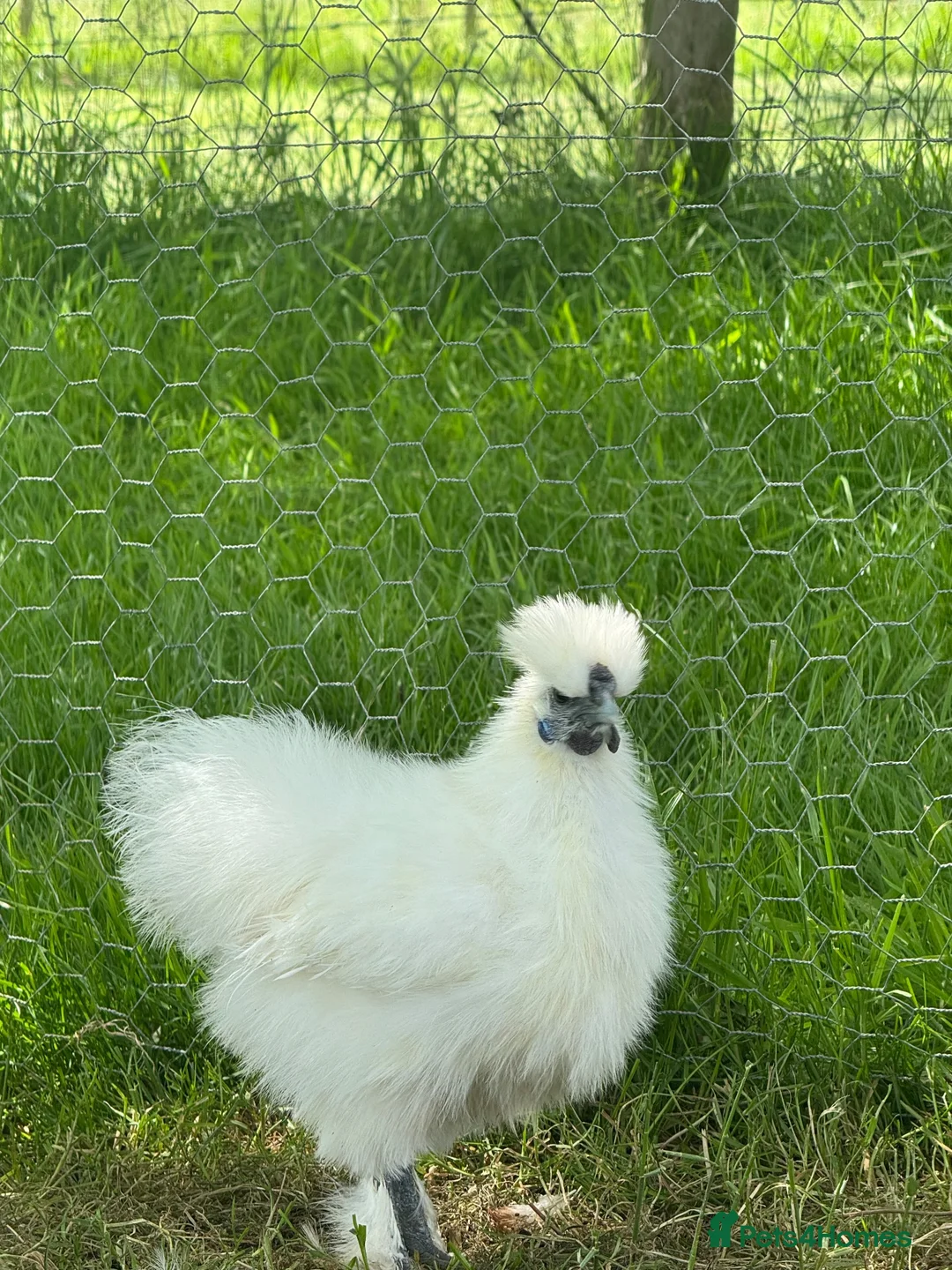 Chickens poultry for sale: White silkie cockerel for sale  in Nelson - Advert 2