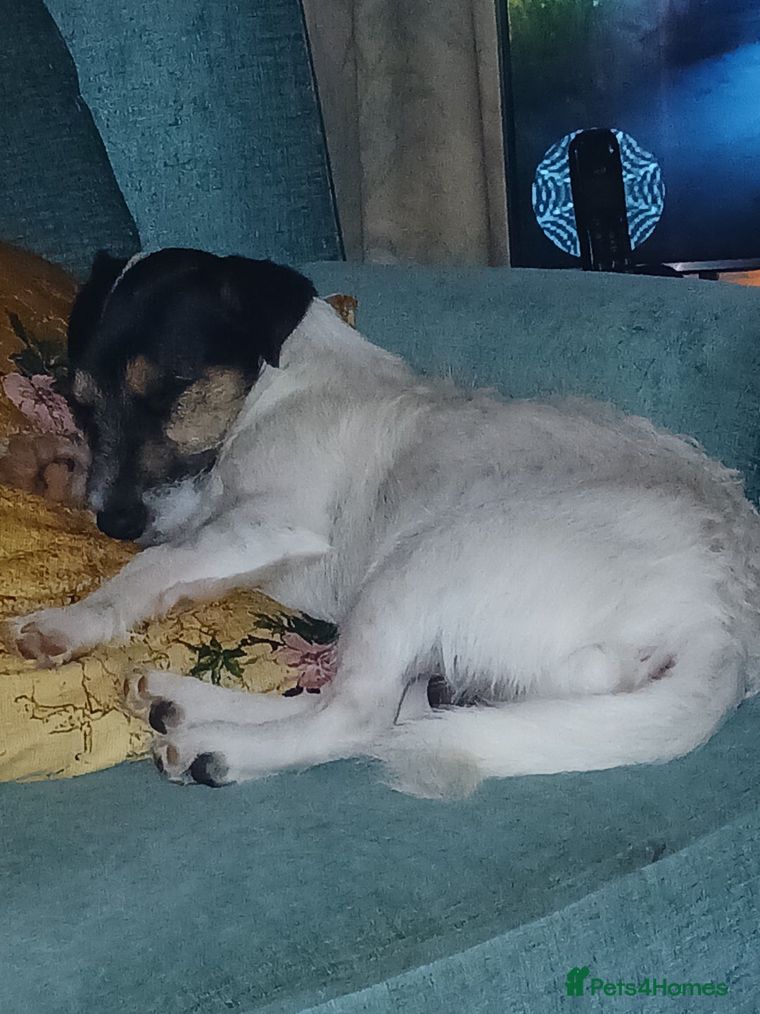 Jack Russell dogs for sale: Intelligent,  beautiful,  sensitive little man.  - Advert 1