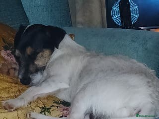 Jack Russell dogs Intelligent, beautiful, sensitive little man. - Advert 1