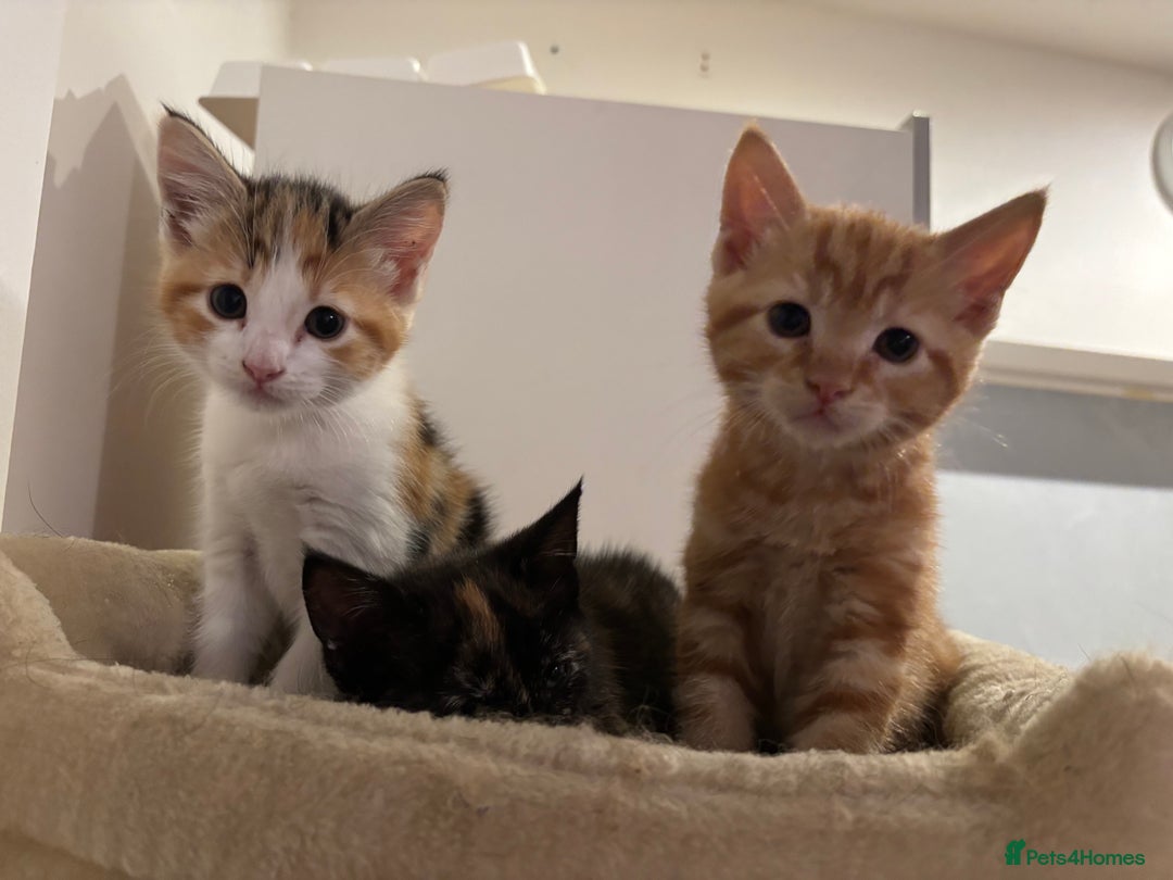 Mixed Breed cats for sale: 1/4 Maincoon dog friendly kittens - Image 22