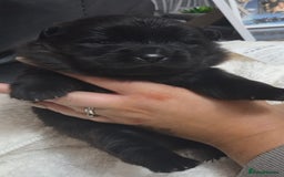 Chow Chow dogs for sale: Chow chow puppies - Advert 4