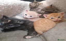 Bengal cats for sale: Ready now Beautiful Bengal kittens  - Image 13