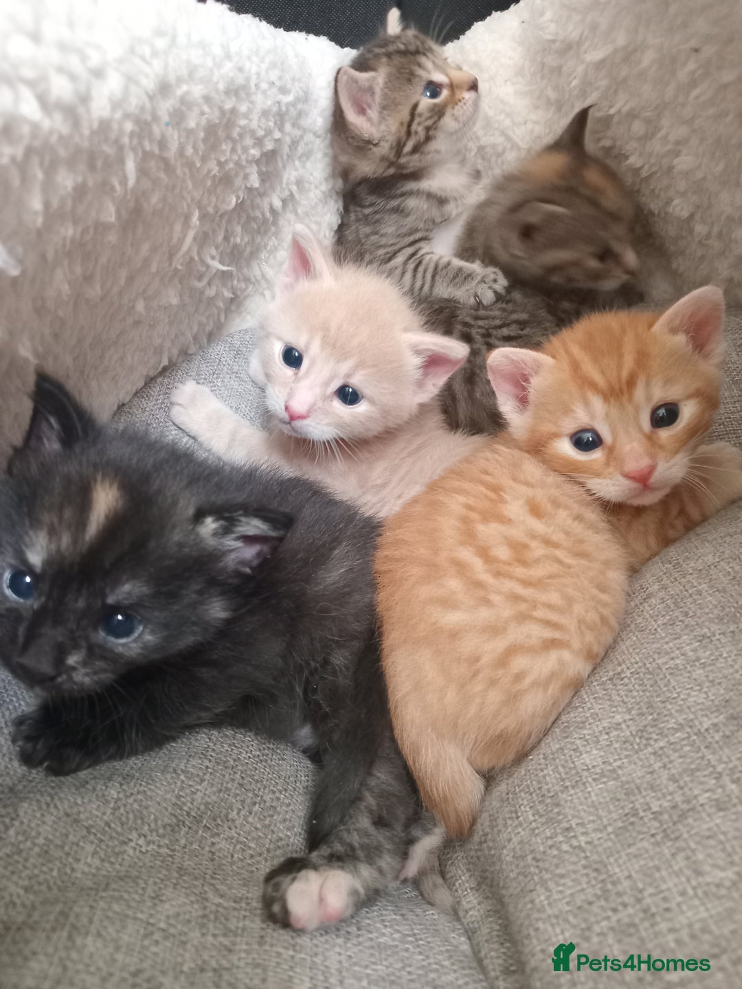 Bengal cats for sale: Ready now Beautiful Bengal kittens  - Image 13
