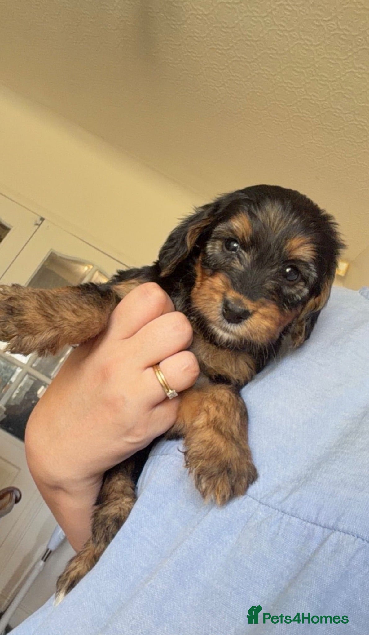 Mixed Breed dogs Cockerdoodle GIRL looking for a home!  - Advert 1