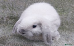 Mini Lop rabbits for sale: Mini lop for sale - Image 6