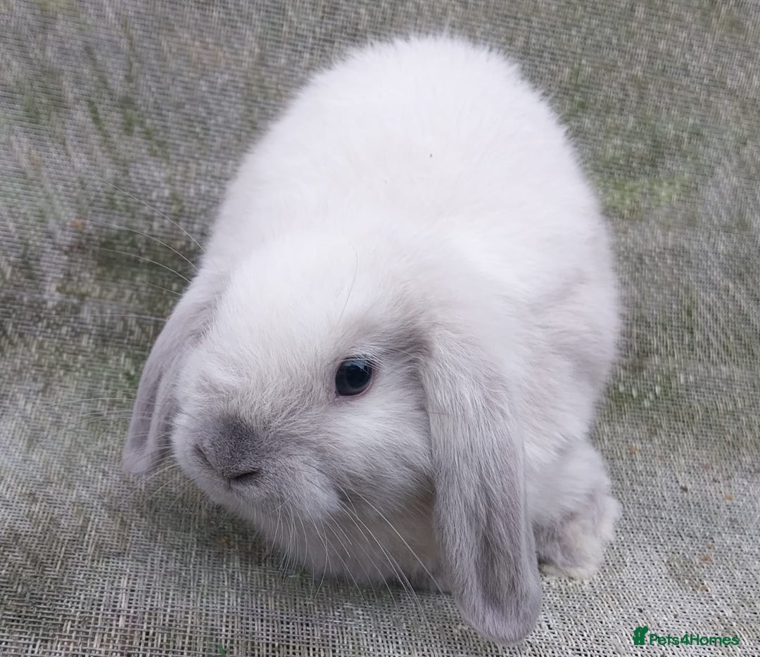 Mini Lop rabbits for sale: Mini lop for sale - Image 6