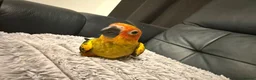 Conures birds for sale: Selling handreared baby sun conures  - Advert 4