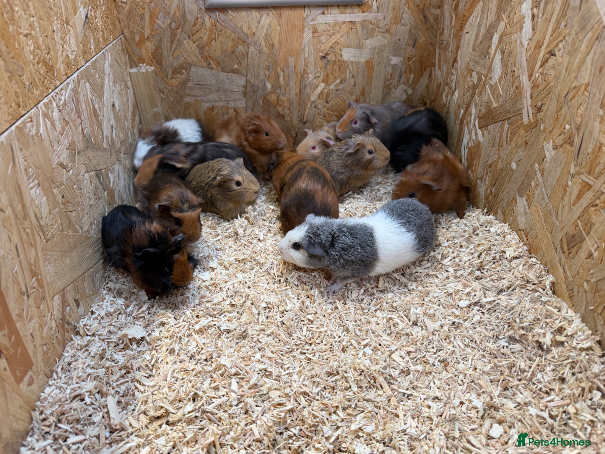 Guinea Pig rodents Male & Female Guinea Pigs in a range of colours  - Advert 1