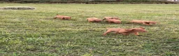 Hungarian Vizsla dogs for sale: KC Hungarian Vizsla Pups in Treharris - Advert 5