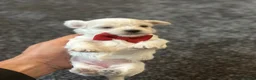 Bichon Frise dogs for sale: Bichon malteze with frese hybrid  in Milton Keynes - Advert 15