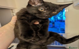 Mixed Breed cats for sale: Last boy remaining needs his forever home  in Hove - Image 3