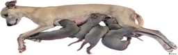 Whippet dogs for sale: Whippet puppies (small) blue, boys - Advert 17