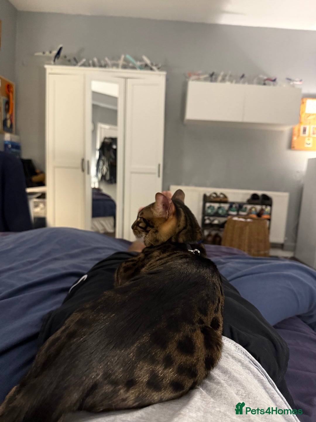 Bengal cats for stud: Stunning Bengal for stud - Advert 4