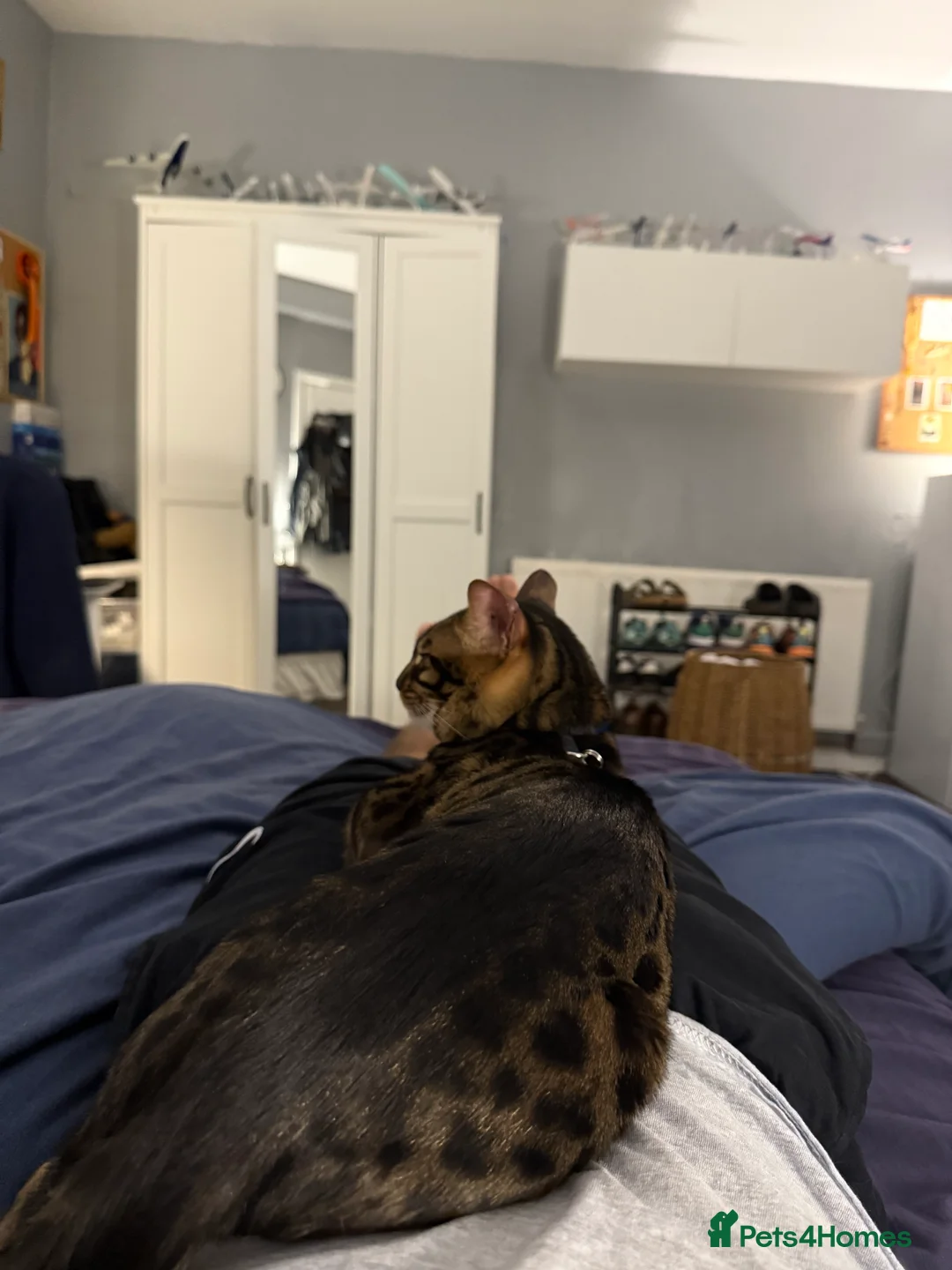 Bengal cats for stud: Stunning Bengal for stud - Advert 4