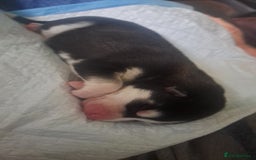Siberian Husky dogs for sale: Six gorgeous husky pups - Image 13