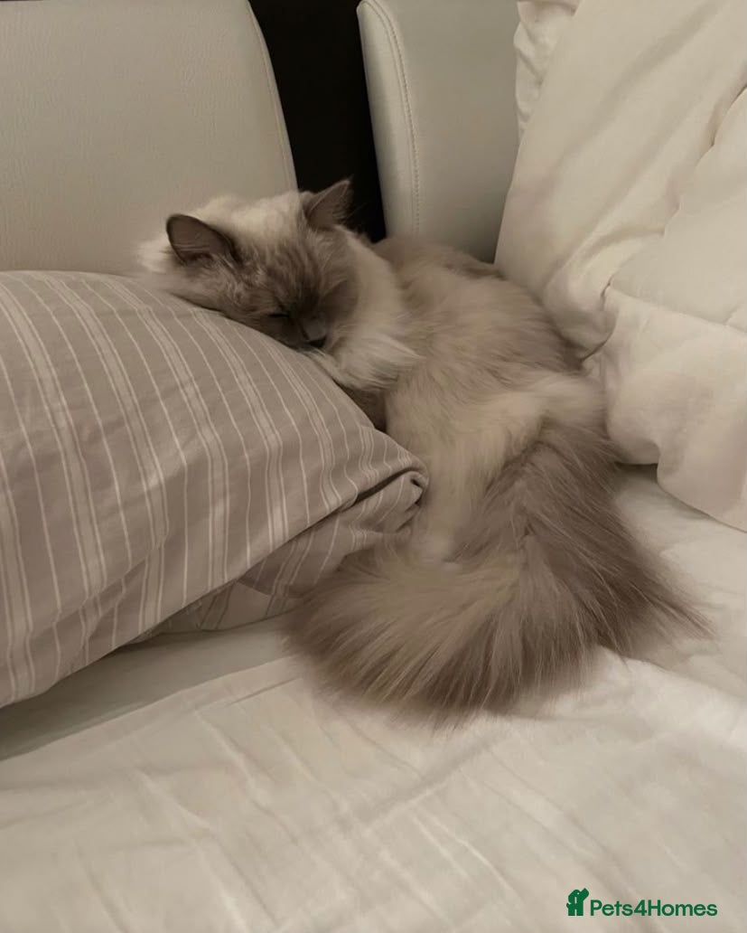 Ragdoll cats Ragdoll lilac point  - Advert 9