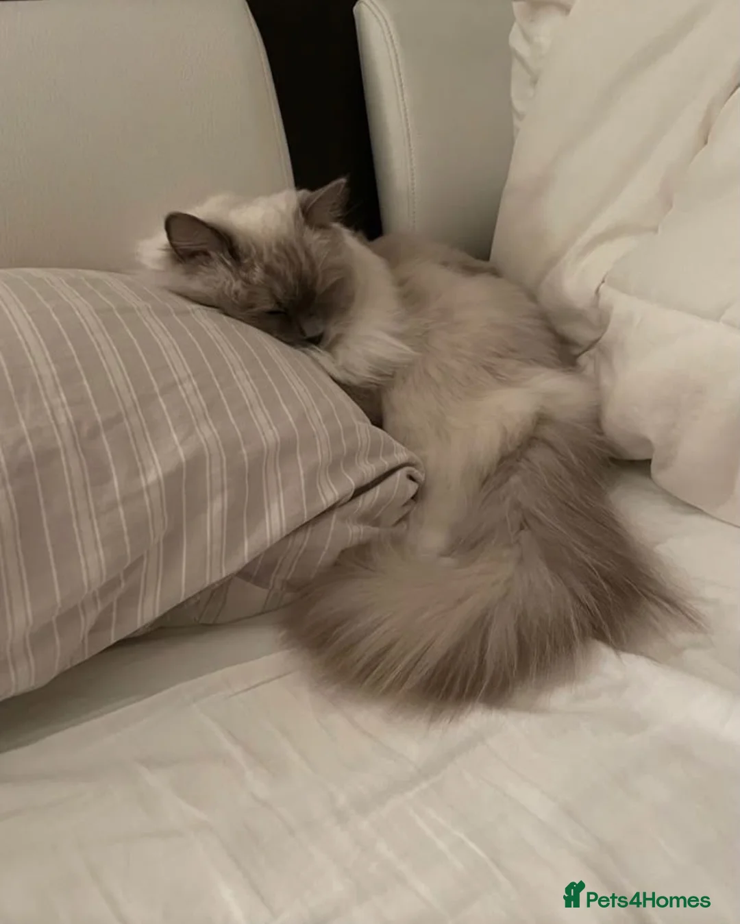 Ragdoll cats for sale: Ragdoll lilac point  - Advert 1