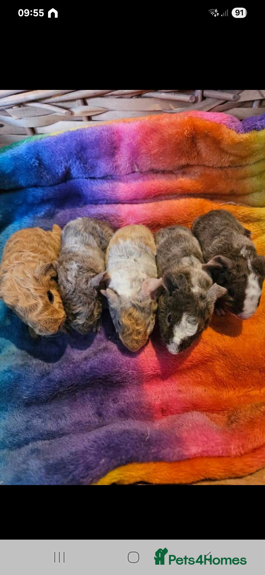 Guinea Pig rodents for sale: Baby guinea pigs - Image 5