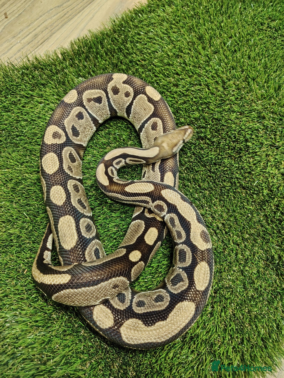 Python Snake reptiles for sale: Special royal python male - Advert 3