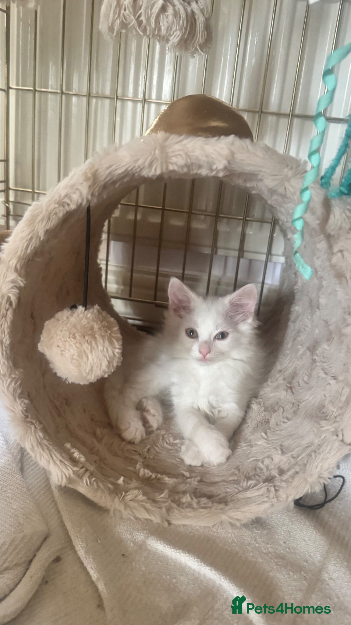 Mixed Breed cats 🤍 Beautiful White Girl Kitten - Advert 5