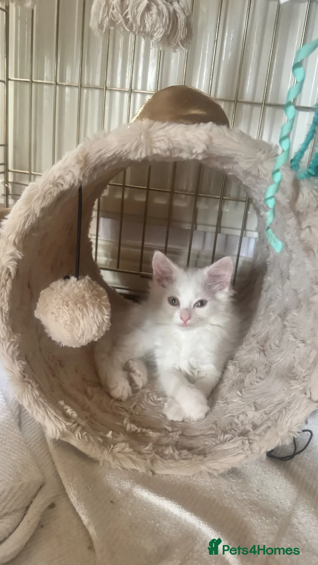 Mixed Breed cats for sale: 🤍 Beautiful White Girl Kitten - Advert 1