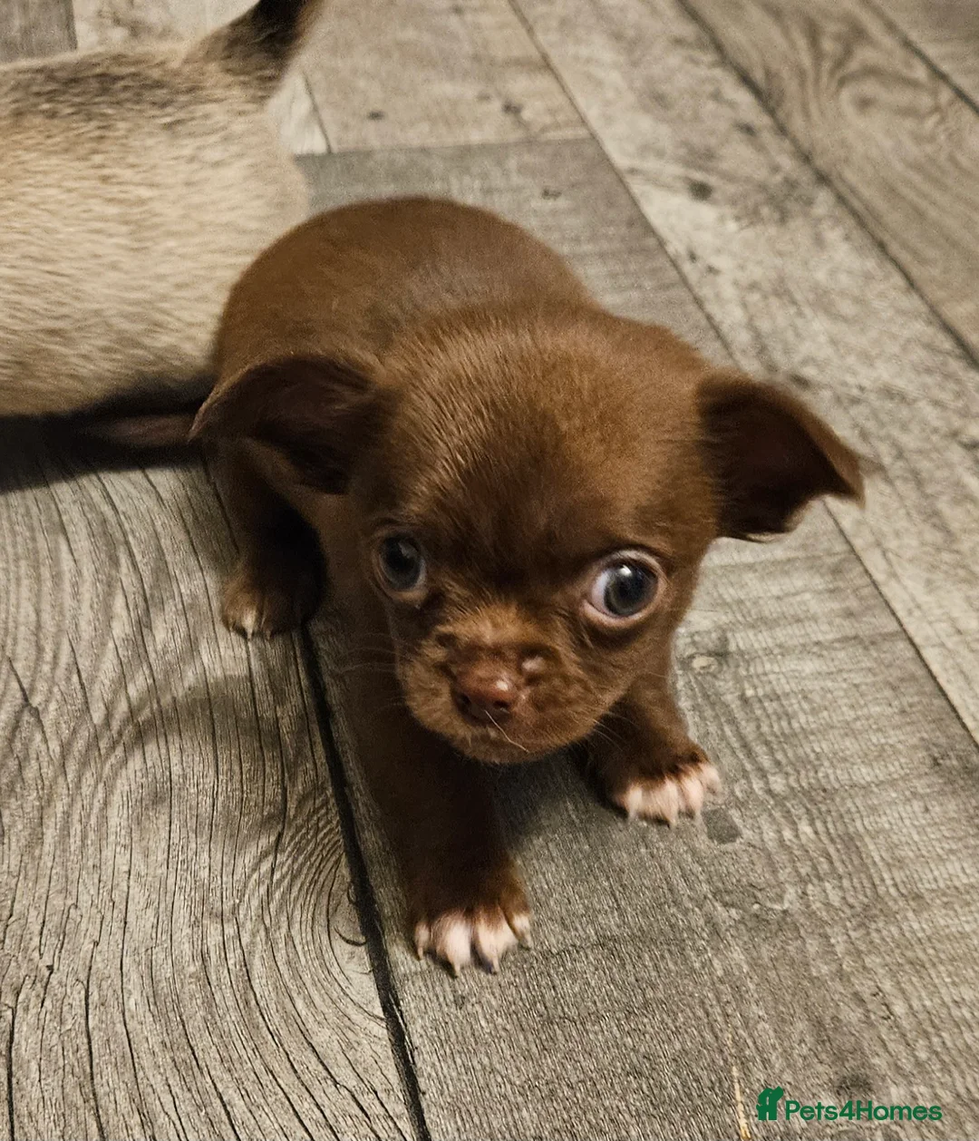 Chihuahua dogs for sale: Chihuahua pups. in Chorley - Advert 1