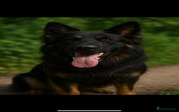 German Shepherd dogs for sale: German Shepherd's gorgeous puppies - Image 4