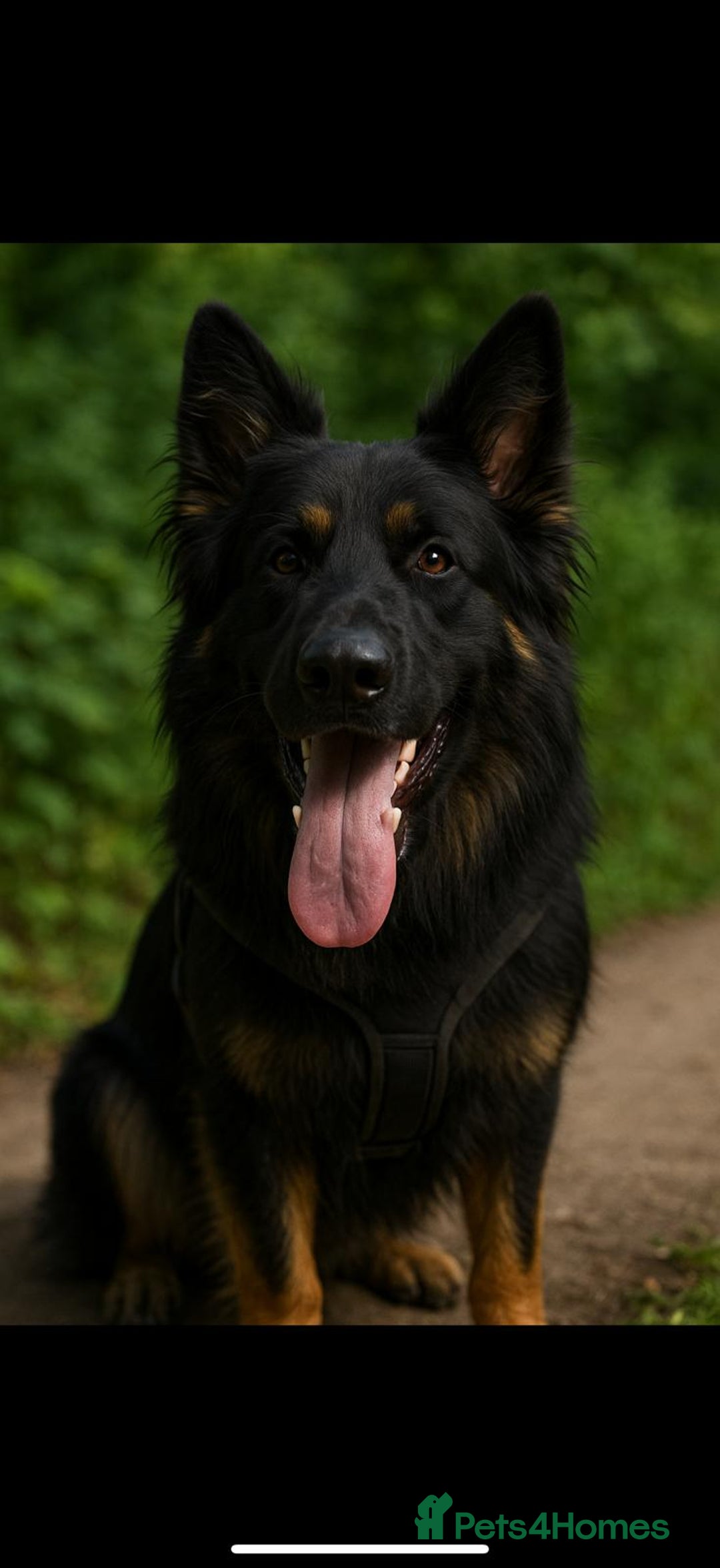 German Shepherd dogs for sale: German Shepherd's gorgeous puppies - Image 4