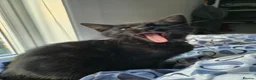Mixed Breed cats for sale: Cats for sale - Advert 19