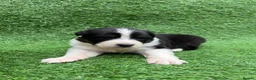 Australian Shepherd dogs for sale: Australian Shepherd Puppies  - Advert 20