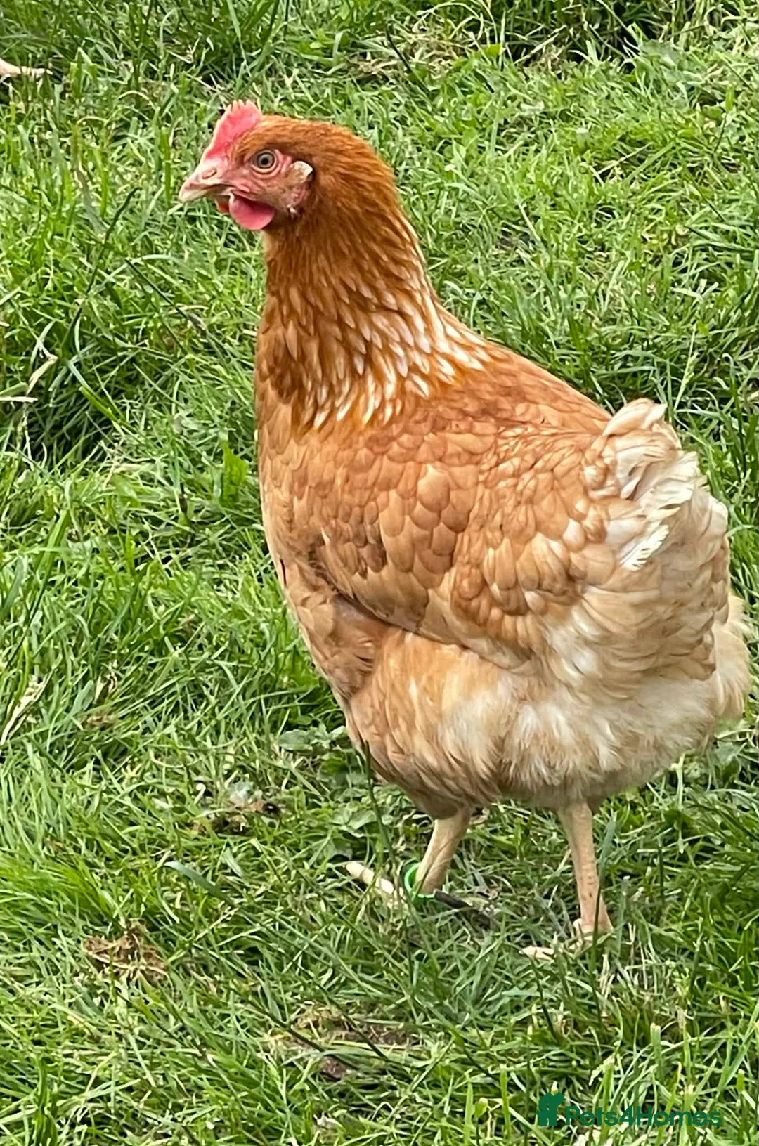 Chickens poultry for sale: Lohmann brown chickens pol - Advert 1