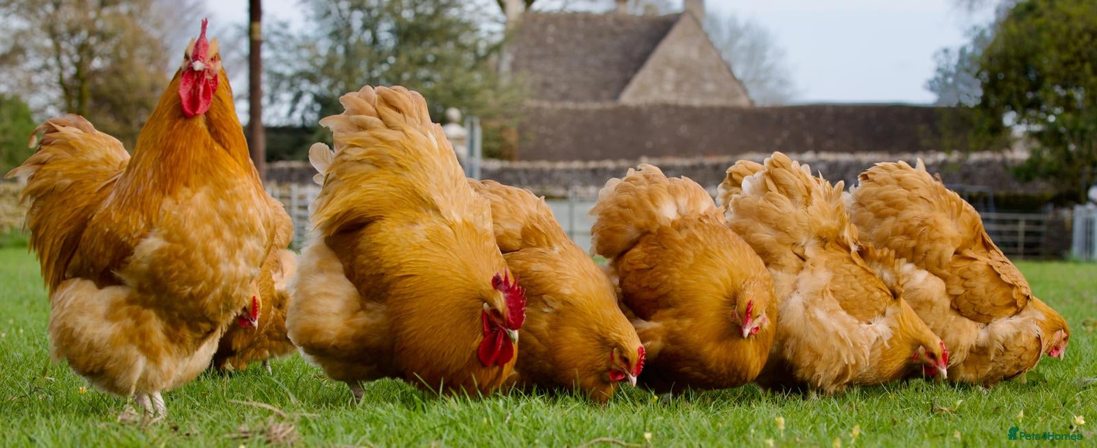 Chickens poultry Buff Orpington Trios - Advert 1