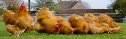 Chickens poultry for sale: Buff Orpington Trios - Advert 1