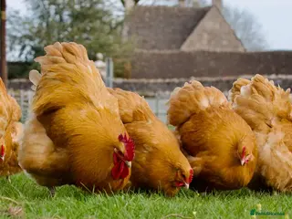 Chickens poultry Buff Orpington Trios - Advert 1