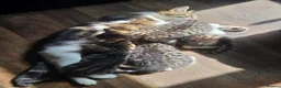 Mixed Breed cats for sale: Kittens ready NOW,  1 girl left - Advert 13