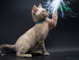 Bengal cats - Advert 4