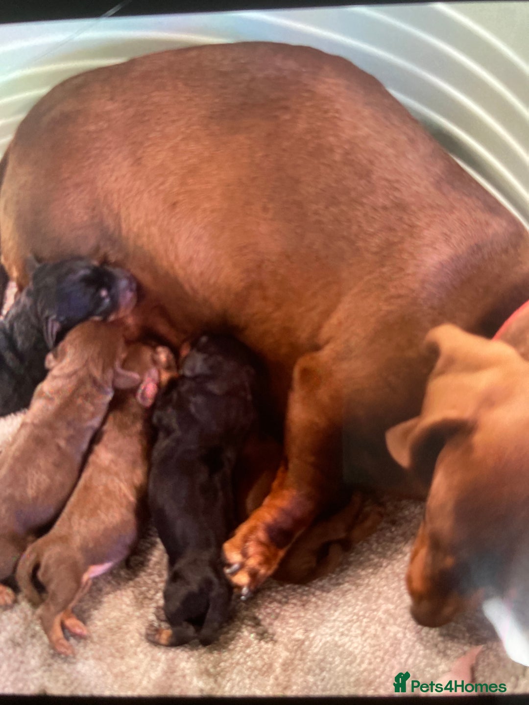 Dachshund dogs for sale: Full bread miniature dachshund  - Image 2
