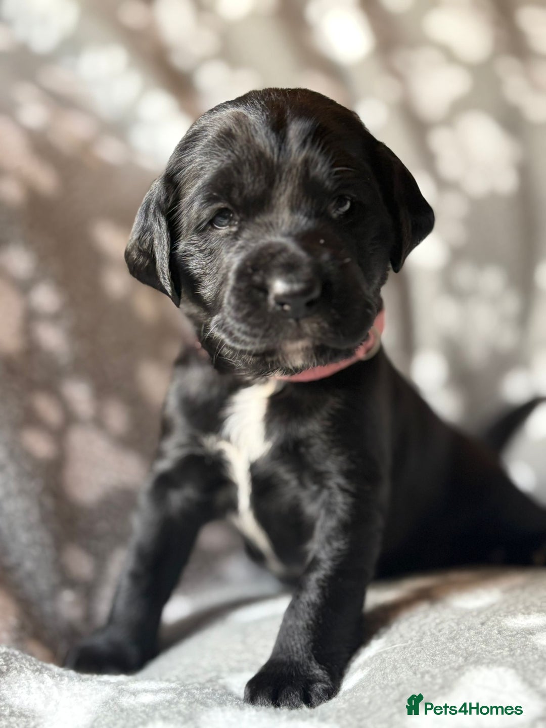 Mixed Breed dogs for sale: Sprockador puppies  - Image 8