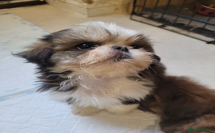 Shih Tzu dogs - Advert 1