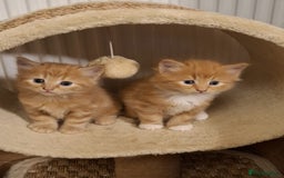 Mixed Breed cats for sale: 4 gorgerous kittens - Image 20