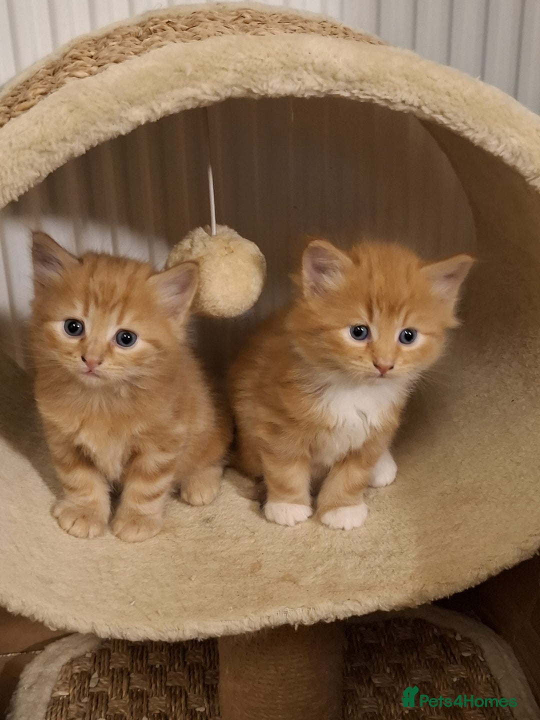 Mixed Breed cats for sale: 4 gorgerous kittens - Image 20